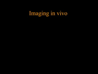 Imaging in vivo

 