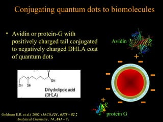 Conjugating quantum dots to biomolecules
• Avidin or protein-G with
positively charged tail conjugated
to negatively charged DHLA coat
of quantum dots

Goldman E.R. et al.( 2002 ) JACS,124 , 6378 – 82 ;
Analytical Chemistry , 74 , 841 – 7 .

Avidin

protein G

 