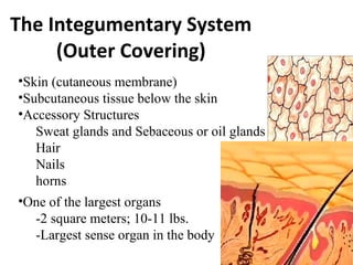 The Integumentary System (Outer Covering) ,[object Object],[object Object],[object Object],[object Object],[object Object],[object Object],[object Object],[object Object],[object Object],[object Object]