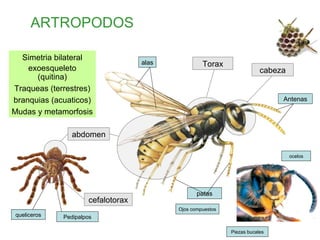 ARTROPODOS
abdomen
Torax
cabeza
patas
alas
Antenas
cefalotorax
queliceros Pedipalpos
Simetria bilateral
exoesqueleto
(quitina)
Traqueas (terrestres)
branquias (acuaticos)
Mudas y metamorfosis
ocelos
Ojos compuestos
Piezas bucales
 
