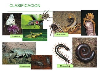 Aracnidos
crustaceos
CLASIFICACION
Miriapodos
Insectos
 