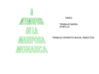 VIDEO
TRABAJO MARIA
SYBYLLA
TRABAJO APARATO BUCAL INSECTOS
 