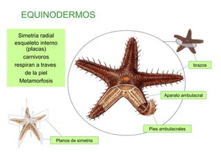 EQUINODERMOS
Simetria radial
esqueleto interno
(placas)
carnivoros
respiran a traves
de la piel
Metamorfosis
Planos de simetria
Aparato ambulacral
Pies ambulacrales
brazos
 