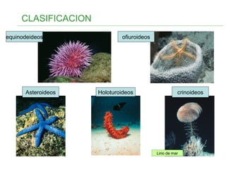 CLASIFICACION
equinodeideos ofiuroideos
crinoideosHoloturoideosAsteroideos
Lirio de mar
 