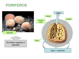 PORIFEROS
esponjas
Poros
osculo
canales
Cavidad
atrial
No tienen organos ni
aparatos
Agua + nutrientes
agua
 