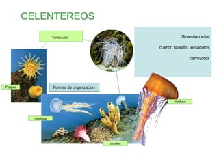 medusa
Polipos Formas de organizacion
corales
Simetria radial
cuerpo blando, tentaculos
carnivoros
Tentaculos
CELENTEREOS
medusa
 