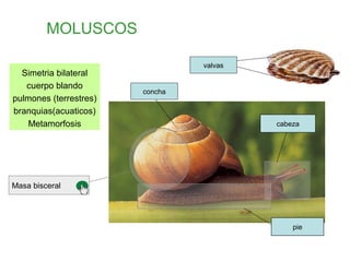 MOLUSCOS
Simetria bilateral
cuerpo blando
pulmones (terrestres)
branquias(acuaticos)
Metamorfosis
concha
valvas
cabeza
pie
Masa bisceral
 