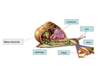 Masa bisceral
estomago
pulmones
ojos
boca
radula
 