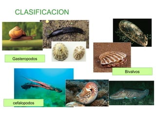 CLASIFICACION
cefalopodos
Bivalvos
Gasteropodos
 