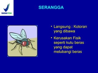 SERANGGA
• Langsung : Kotoran
yang dibawa
• Kerusakan Fisik
seperti kutu beras
yang dapat
melubangi beras
 