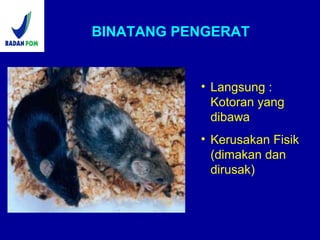 BINATANG PENGERAT
• Langsung :
Kotoran yang
dibawa
• Kerusakan Fisik
(dimakan dan
dirusak)
 