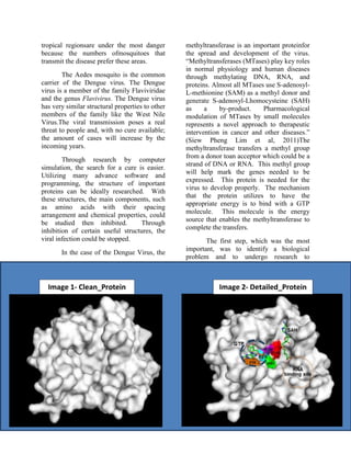 tropical regionsare under the most danger
because the numbers ofmosquitoes that
transmit the disease prefer these areas.
The Aedes mosquito is the common
carrier of the Dengue virus. The Dengue
virus is a member of the family Flaviviridae
and the genus Flavivirus. The Dengue virus
has very similar structural properties to other
members of the family like the West Nile
Virus.The viral transmission poses a real
threat to people and, with no cure available;
the amount of cases will increase by the
incoming years.
Through research by computer
simulation, the search for a cure is easier.
Utilizing many advance software and
programming, the structure of important
proteins can be ideally researched. With
these structures, the main components, such
as amino acids with their spacing
arrangement and chemical properties, could
be studied then inhibited. Through
inhibition of certain useful structures, the
viral infection could be stopped.
In the case of the Dengue Virus, the
methyltransferase is an important proteinfor
the spread and development of the virus.
“Methyltransferases (MTases) play key roles
in normal physiology and human diseases
through methylating DNA, RNA, and
proteins. Almost all MTases use S-adenosyl-
L-methionine (SAM) as a methyl donor and
generate S-adenosyl-Lhomocysteine (SAH)
as a by-product. Pharmacological
modulation of MTases by small molecules
represents a novel approach to therapeutic
intervention in cancer and other diseases.”
(Siew Pheng Lim et al, 2011)The
methyltransferase transfers a methyl group
from a donor toan acceptor which could be a
strand of DNA or RNA. This methyl group
will help mark the genes needed to be
expressed. This protein is needed for the
virus to develop properly. The mechanism
that the protein utilizes to have the
appropriate energy is to bind with a GTP
molecule. This molecule is the energy
source that enables the methyltransferase to
complete the transfers.
The first step, which was the most
important, was to identify a biological
problem and to undergo research to
Image 1- Clean_Protein Image 2- Detailed_Protein
 