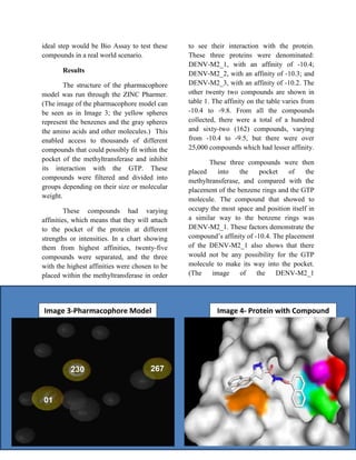 ideal step would be Bio Assay to test these
compounds in a real world scenario.
Results
The structure of the pharmacophore
model was run through the ZINC Pharmer.
(The image of the pharmacophore model can
be seen as in Image 3; the yellow spheres
represent the benzenes and the gray spheres
the amino acids and other molecules.) This
enabled access to thousands of different
compounds that could possibly fit within the
pocket of the methyltransferase and inhibit
its interaction with the GTP. These
compounds were filtered and divided into
groups depending on their size or molecular
weight.
These compounds had varying
affinities, which means that they will attach
to the pocket of the protein at different
strengths or intensities. In a chart showing
them from highest affinities, twenty-five
compounds were separated, and the three
with the highest affinities were chosen to be
placed within the methyltransferase in order
to see their interaction with the protein.
These three proteins were denominated:
DENV-M2_1, with an affinity of -10.4;
DENV-M2_2, with an affinity of -10.3; and
DENV-M2_3, with an affinity of -10.2. The
other twenty two compounds are shown in
table 1. The affinity on the table varies from
-10.4 to -9.8. From all the compounds
collected, there were a total of a hundred
and sixty-two (162) compounds, varying
from -10.4 to -9.5, but there were over
25,000 compounds which had lesser affinity.
These three compounds were then
placed into the pocket of the
methyltransferase, and compared with the
placement of the benzene rings and the GTP
molecule. The compound that showed to
occupy the most space and position itself in
a similar way to the benzene rings was
DENV-M2_1. These factors demonstrate the
compound’s affinity of -10.4. The placement
of the DENV-M2_1 also shows that there
would not be any possibility for the GTP
molecule to make its way into the pocket.
(The image of the DENV-M2_1
Image 3-Pharmacophore Model Image 4- Protein with Compound
230 267
 