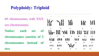 Polyploidy: Triploid
69 chromosomes with XXX
sex chromosomes.
Notice: each set of
chromosomes consists of 3
chromosomes instead of
two
 