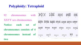 Polyploidy: Tetraploid
92 chromosomes with
XXYY sex chromosomes.
Notice: each set of
chromosomes consists of 4
chromosomes instead of
two
 