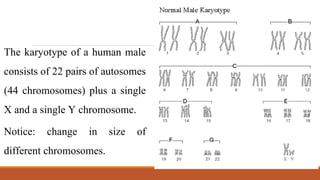 The karyotype of a human male
consists of 22 pairs of autosomes
(44 chromosomes) plus a single
X and a single Y chromosome.
Notice: change in size of
different chromosomes.
 