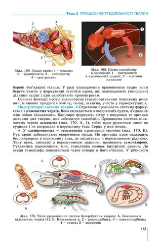 113
Тема 2. ПРОЦЕСИ ЖИТТЄДІЯЛЬНОСТІ ТВАРИН
áàðâíі áåç’ÿäåðíі òіëüöÿ. Ó ðàçі óøêîäæåííÿ êðîâîíîñíèõ ñóäèí âîíè
áåðóòü ó÷àñòü ó ôîðìóâàííі çãóñòêіâ êðîâі, ÿêі çàêóïîðþþòü óøêîäæåíі
äіëÿíêè ñóäèí і öèì çàïîáіãàþòü êðîâîâòðàòàì.
Îñíîâíі ôóíêöії êðîâі: òðàíñïîðòíà (òðàíñïîðòóâàííÿ ïîæèâíèõ ðå÷î-
âèí, êіíöåâèõ ïðîäóêòіâ îáìіíó, ãàçіâ), çàõèñíà, ó÷àñòü ó òåðìîðåãóëÿöії.
Öèðêóëÿòîðíі ñèñòåìè òâàðèí.  Ñïðàâæíÿ êðîâîíîñíà ñèñòåìà ôîðìó-
єòüñÿ â êіëü÷àñòèõ ÷åðâіâ. Âîíà ñêëàäàєòüñÿ ç ïîçäîâæíіõ ñóäèí, ç’єäíàíèõ
ìіæ ñîáîþ êіëüöåâèìè. Êàïіëÿðè ôîðìóþòü ñіòêó â ïîêðèâàõ òà îðãàíàõ
äèõàííÿ öèõ òâàðèí, ÿêà çàáåçïå÷óє ãàçîîáìіí. Êðîâîíîñíà ñèñòåìà êіëü-
÷àñòèõ ÷åðâіâ çàìêíåíà (ìàë. 170. À, 1), òîáòî êðîâ ðóõàєòüñÿ ëèøå ïî
ñóäèíàõ і íå ïîòðàïëÿє â ïîðîæíèíó òіëà. Ñåðöÿ ó íèõ íåìàє.
 Ó ÷ëåíèñòîíîãèõ – íåçàìêíåíà êðîâîíîñíà ñèñòåìà (ìàë. 170. Á).
Ðóõ êðîâі çàáåçïå÷óþòü ñêîðî÷åííÿ ñåðöÿ. Ïî àðòåðіÿõ êðîâ íàäõîäèòü
áåçïîñåðåäíüî â ïîðîæíèíó òіëà, äå çìіøóєòüñÿ ç ïîðîæíèííîþ ðіäèíîþ.
Òàêó êðîâ, çìіøàíó ç ïîðîæíèííîþ ðіäèíîþ, íàçèâàþòü ãåìîëіìôîþ.
Ðóõàþ÷èñü ïîðîæíèíîþ òіëà, ãåìîëіìôà îìèâàє âíóòðіøíі îðãàíè. Äî
ñåðöÿ ãåìîëіìôà ïîâåðòàєòüñÿ ÷åðåç îòâîðè â éîãî ñòіíêàõ. Ó ðі÷êîâîãî
Ìàë. 170. Òèïè êðîâîíîñíèõ ñèñòåì áåçõðåáåòíèõ òâàðèí: À. Çàìêíåíà â
êіëü÷àñòèõ ÷åðâіâ (1). Á. Íåçàìêíåíà â: 2 – ðàêîïîäіáíèõ; 3 – ïàâóêîïîäіáíèõ;
4 – êîìàõ; 5 – ìîëþñêіâ
3
1
3
4
5
A
Б
2
Ìàë. 169. Ñõåìà ãàçîîáìіíó
â îðãàíіçìі: 1 – åðèòðîöèòè
â êðîâîíîñíіé ñóäèíі; 2 – êëіòèíè
îðãàíіçìó
Ìàë. 168. Ñêëàä êðîâі: 1 – ïëàçìà;
2 – òðîìáîöèòè; 3 – ëåéêîöèòè;
4 – åðèòðîöèòè
1
2
1
4
2
3
O2
CO2
 