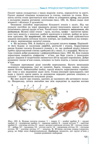 125
Тема 2. ПРОЦЕСИ ЖИТТЄДІЯЛЬНОСТІ ТВАРИН
Ñêåëåò êðèëà ñêëàäàєòüñÿ ç òðüîõ âіääіëіâ: ïëå÷à, ïåðåäïëі÷÷ÿ òà êèñòі.
Ñêåëåò çàäíüîї êіíöіâêè ñêëàäàєòüñÿ іç ñòåãíà, ãîìіëêè òà ñòîïè. Áіëü-
øіñòü êіñòîê ñòîïè çðîñòàþòüñÿ ìіæ ñîáîþ òà óòâîðþþòü öіâêó, ÿêà ðàçîì
ç ïàëüöÿìè âêðèòà ðîãîâèìè ëóñî÷êàìè (ìàë. 182, 4). Öіâêà íàäàє íîçі
ìіöíîñòі і çáіëüøóє її ðóõîìіñòü.
Îñíîâíèì ñïîñîáîì ïåðåñóâàííÿ áіëüøîñòі ïòàõіâ є ïîëіò. Ïіä ÷àñ
ïîëüîòó ïîñòіéíî ïî ÷åðçі ïðàöþþòü âåëèêі (îïóñêàþòü êðèëà) òà ìàëі
(ïіäíіìàþòü êðèëà) ãðóäíі ì’ÿçè. Òàêèé ïîëіò íàçèâàþòü ìàõàëüíèì, àáî
àêòèâíèì. Âåëèêі õèæі ïòàõè – îðëè, øóëіêè, ãðèôè – ïðîòÿãîì òðèâà-
ëîãî ÷àñó ìîæóòü ó ïîøóêàõ çäîáè÷і êðóæëÿòè â ïîâіòðі, ìàéæå íå ðóõà-
þ÷è êðèëàìè. Öå øèðÿþ÷èé, àáî ïàñèâíèé, ïîëіò, ÿêèé çäіéñíþєòüñÿ
çàâäÿêè âèñõіäíèì ïîòîêàì òåïëîãî ïîâіòðÿ, ùî ïіäіéìàþòüñÿ âіä ïîâåðõ-
íі çåìëі, íåðіâíîìіðíî íàãðіòîї ñîíöåì.
 Íà ìàëþíêó 184. À çíàéäіòü óñі ñêëàäîâі ñêåëåòà ññàâöÿ. Ïîðіâíÿé-
òå éîãî áóäîâó çі ñêåëåòàìè àìôіáіé, ðåïòèëіé і ïòàõіâ. Õàðàêòåðíîþ
ðèñîþ áóäîâè ñêåëåòà áіëüøîñòі ññàâöіâ є òå, ùî øèéíèé âіääіë їõíüîãî
õðåáòà ïðåäñòàâëåíèé ñіìîìà õðåáöÿìè (é ó ìèøі, é ó æèðàôè). Ìóñêóëà-
òóðà ññàâöіâ äîáðå ðîçâèíåíà і äèôåðåíöіéîâàíà (ìàë. 183. Á). Äëÿ ññàâöіâ
õàðàêòåðíà íàÿâíіñòü äіàôðàãìè – ì’ÿçà, ùî áåðå ó÷àñòü ó äèõàëüíèõ
ðóõàõ: çàâäÿêè її ñêîðî÷åííþ çìіíþєòüñÿ îá’єì ãðóäíîї ïîðîæíèíè. Äîáðå
ðîçâèíåíі òàêîæ ì’ÿçè ñïèíè, êіíöіâîê òà їõíіõ ïîÿñіâ, à òàêîæ æóâàëüíі
ì’ÿçè.
Ññàâöÿì ïðèòàìàííі ðіçíі ñïîñîáè ïåðåñóâàííÿ. Áàãàòî ìåøêàíöіâ
íàçåìíîãî ñåðåäîâèùà, òàêі ÿê êîïèòíі, áàðñè, ãåïàðäè, âîâêè, ëèñèöі,
çäàòíі áіãàòè. Çàéöåïîäіáíі (çàéöі, êðîëі) ìîæóòü ïåðåñóâàòèñÿ ñòðèáêà-
ìè: òîìó â íèõ âèäîâæåíі çàäíі íîãè. Ññàâöі-çåìëåðèї ïðîêëàäàþòü ñâîї
õîäè ó ґðóíòі: êðîòè ðèþòü çà äîïîìîãîþ ïåðåäíіõ ðèþ÷èõ êіíöіâîê, à
ñëіïàêè – çà äîïîìîãîþ ïîòóæíèõ ðіçöіâ.
Âè âæå çíàєòå ïðî ññàâöіâ, çäàòíèõ äî ïàñèâíîãî àáî àêòèâíîãî ïîëüî-
òó. Íàïðèêëàä, ëåòÿãà çâè÷àéíà ìàє ìіæ ïåðåäíіìè òà çàäíіìè íîãàìè
A
Б
1
45
2
36
7
8
9
10
11
12
13
1415
16
17
Ìàë. 183. À. Áóäîâà ñêåëåòà ññàâöÿ: 1 – ÷åðåï; 2 – øèéíі õðåáöі; 3 – ãðóäíі
õðåáöі; 4 – ïîïåðåêîâі õðåáöі; 5 – êðèæîâі õðåáöі; 6 – òàçîâі êіñòêè; 7 – õâîñòîâі
õðåáöі; 8 – ñòåãíîâà êіñòêà; 9 – ìàëà і âåëèêà ãîìіëêîâі êіñòêè; 10 – êіñòêè ñòîïè;
11 – ðåáðà; 12 – ãðóäíèíà; 13 – êіñòêè êèñòі; 14 – ïðîìåíåâà êіñòêà; 15 – ëіêòüîâà
êіñòêà; 16 – ïëå÷îâà êіñòêà; 17 – ëîïàòêà. Á. Ì’ÿçîâà ñèñòåìà ññàâöÿ (çâåðíіòü
óâàãó, ÿê äîáðå âîíà äèôåðåíöіéîâàíà). Çàâäàííÿ: âèçíà÷òå, ÿêі ãðóïè ì’ÿçіâ ó
ññàâöіâ ðîçâèíåíі íàéêðàùå
 