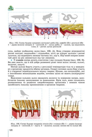 128
ñóõà, ìàéæå ïîçáàâëåíà çàëîç (ìàë. 186. À). Âîíà óòâîðþє ðіçíîìàíіòíі
ðîãîâі ïîõіäíі: íàääçüîáîê і ïіääçüîáîê, êіãòі íà êіíöÿõ ïàëüöіâ і ðîãîâі
ëóñî÷êè, ùî âêðèâàþòü íèæíþ ÷àñòèíó íіã, ïіð’ÿ. Ïіð’ÿíèé ïîêðèâ çàçâè-
÷àé äâі÷і íà ðіê çìіíþєòüñÿ ïіä ÷àñ ëèíÿííÿ.
 Ó ññàâöіâ øêіðà äîñèòü åëàñòè÷íà і ìàє ñêëàäíó áóäîâó (ìàë. 186. Á).
Âè âæå çíàєòå, ùî â íіé äîáðå ðîçâèíåíі ðіçíі òèïè çàëîç: ïîòîâі, ñàëüíі,
ìîëî÷íі, ïàõó÷і.
Ïîòîâі çàëîçè áåðóòü ó÷àñòü ó ðåãóëÿöії òåìïåðàòóðè òіëà òà ó âèâåäåí-
íі ç îðãàíіçìó ïðîäóêòіâ îáìіíó ðå÷îâèí. Ñåêðåò ïîòîâèõ çàëîç áåðå ó÷àñòü
é ó ñòâîðåííі іíäèâіäóàëüíîãî çàïàõó òâàðèí. Öіêàâî, ùî êèòîïîäіáíі, ÿêі
є ïîñòіéíèìè ìåøêàíöÿìè âîäîéì, ïîòîâèõ çàëîç íå ìàþòü (ïîìіðêóéòå
÷îìó).
Âèäіëåííÿ ñàëüíèõ çàëîç çìàùóþòü âîëîññÿ òà ïîâåðõíþ øêіðè, çàïî-
áіãàþ÷è їõíüîìó çíîøóâàííþ òà íàìîêàííþ. Êðіì òîãî, âîíè ãàëüìóþòü
ðîçìíîæåííÿ òà ðîçâèòîê õâîðîáîòâîðíèõ îðãàíіçìіâ і ïåâíèì ÷èíîì
çàïîáіãàþòü їõíüîìó ïðîíèêíåííþ â îðãàíіçì òâàðèíè.
Ìàë. 185. Ñõåìà áóäîâè ïîêðèâіâ êіñòêîâîї ðèáè (À), àìôіáії (Á) і ðåïòèëії (Â):
1 – äåðìà (âëàñíå øêіðà); 2 – åïіòåëіé; 3 – ëóñêà ðèáè; 4 – çàëîçè, ùî âèäіëÿþòü
ñëèç; 5 – ðîãîâі ëóñêè ðåïòèëіé
1 4
A ВБ
12
3
1
2
5
2
Ìàë. 186. Ñõåìà áóäîâè ïîêðèâіâ ïòàõіâ (À) і ññàâöіâ (Á): 1 – äåðìà (âëàñíå
øêіðà); 2 – åïіòåëіé; 3 – ïіð’ÿ; 4 – âîëîññÿ; çàëîçè: ïîòîâі (5) òà ñàëüíі (6)
A Б
1
2
3
1
4
5
2
6
 