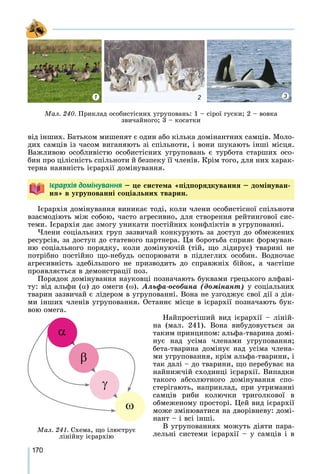 170
âіä іíøèõ. Áàòüêîì ìèøåíÿò є îäèí àáî êіëüêà äîìіíàíòíèõ ñàìöіâ. Ìîëî-
äèõ ñàìöіâ іç ÷àñîì âèãàíÿþòü çі ñïіëüíîòè, і âîíè øóêàþòü іíøі ìіñöÿ.
Âàæëèâîþ îñîáëèâіñòþ îñîáèñòіñíèõ óãðóïîâàíü є òóðáîòà ñòàðøèõ îñî-
áèí ïðî öіëіñíіñòü ñïіëüíîòè é áåçïåêó її ÷ëåíіâ. Êðіì òîãî, äëÿ íèõ õàðàê-
òåðíà íàÿâíіñòü ієðàðõії äîìіíóâàííÿ.
²ºðàðõ³ÿ äîì³íóâàííÿ – öå ñèñòåìà «ïіäïîðÿäêóâàííÿ – äîìіíóâàí-
íÿ» â óãðóïîâàííі ñîöіàëüíèõ òâàðèí.
Ієðàðõіÿ äîìіíóâàííÿ âèíèêàє òîäі, êîëè ÷ëåíè îñîáèñòіñíîї ñïіëüíîòè
âçàєìîäіþòü ìіæ ñîáîþ, ÷àñòî àãðåñèâíî, äëÿ ñòâîðåííÿ ðåéòèíãîâîї ñèñ-
òåìè. Ієðàðõіÿ äàє çìîãó óíèêàòè ïîñòіéíèõ êîíôëіêòіâ â óãðóïîâàííі.
×ëåíè ñîöіàëüíèõ ãðóï çàçâè÷àé êîíêóðóþòü çà äîñòóï äî îáìåæåíèõ
ðåñóðñіâ, çà äîñòóï äî ñòàòåâîãî ïàðòíåðà. Öÿ áîðîòüáà ñïðèÿє ôîðìóâàí-
íþ ñîöіàëüíîãî ïîðÿäêó, êîëè äîìіíóþ÷іé (òіé, ùî ëіäèðóє) òâàðèíі íå
ïîòðіáíî ïîñòіéíî ùî-íåáóäü îñïîðþâàòè â ïіäëåãëèõ îñîáèí. Âîäíî÷àñ
àãðåñèâíіñòü çäåáіëüøîãî íå ïðèçâîäèòü äî ñïðàâæíіõ áіéîê, à ÷àñòіøå
ïðîÿâëÿєòüñÿ â äåìîíñòðàöії ïîç.
Ïîðÿäîê äîìіíóâàííÿ íàóêîâöі ïîçíà÷àþòü áóêâàìè ãðåöüêîãî àëôàâі-
òó: âіä àëüôè () äî îìåãè (). Àëüôà-îñîáèíà (äîìіíàíò) ó ñîöіàëüíèõ
òâàðèí çàçâè÷àé є ëіäåðîì â óãðóïîâàííі. Âîíà íå óçãîäæóє ñâîї äії ç äіÿ-
ìè іíøèõ ÷ëåíіâ óãðóïîâàííÿ. Îñòàííє ìіñöå â ієðàðõії ïîçíà÷àþòü áóê-
âîþ îìåãà.
Íàéïðîñòіøèé âèä ієðàðõії – ëіíіé-
íà (ìàë. 241). Âîíà âèáóäîâóєòüñÿ çà
òàêèì ïðèíöèïîì: àëüôà-òâàðèíà äîìі-
íóє íàä óñіìà ÷ëåíàìè óãðóïîâàííÿ;
áåòà-òâàðèíà äîìіíóє íàä óñіìà ÷ëåíà-
ìè óãðóïîâàííÿ, êðіì àëüôà-òâàðèíè, і
òàê äàëі – äî òâàðèíè, ùî ïåðåáóâàє íà
íàéíèæ÷іé ñõîäèíöі ієðàðõії. Âèïàäêè
òàêîãî àáñîëþòíîãî äîìіíóâàííÿ ñïî-
ñòåðіãàþòü, íàïðèêëàä, ïðè óòðèìàííі
ñàìöіâ ðèáè êîëþ÷êè òðèãîëêîâîї â
îáìåæåíîìó ïðîñòîðі. Öåé âèä ієðàðõії
ìîæå çìіíþâàòèñÿ íà äâîðіâíåâó: äîìі-
íàíò – і âñі іíøі.
Â óãðóïîâàííÿõ ìîæóòü äіÿòè ïàðà-
ëåëüíі ñèñòåìè ієðàðõії – ó ñàìöіâ і â
Ìàë. 240. Ïðèêëàä îñîáèñòіñíèõ óãðóïîâàíü: 1 – ñіðîї ãóñêè; 2 – âîâêà
çâè÷àéíîãî; 3 – êîñàòêè
1 2 3
Ìàë. 241. Ñõåìà, ùî іëþñòðóє
ëіíіéíó ієðàðõіþ




 