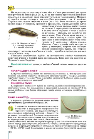 24
Íà ïåðåäíüîìó òà çàäíüîìó êіíöÿõ òіëà â ï’ÿâîê ðîçòàøîâàíі äâà ïðèñî-
ñêè: ðîòîâèé òà çàäíіé (ìàë. 28, 1, 2). Çà äîïîìîãîþ ïðèñîñêіâ ï’ÿâêè ïåðå-
ñóâàþòüñÿ, à êðîâîñèñíі âèäè ïðèñìîêòóþòüñÿ äî òіëà æèâèòåëÿ. Ìåøêàí-
öі âîäîéì òàêîæ ïëàâàþòü, õâèëåïîäіáíî âèãèíàþ÷è òіëî. Ó âîäîéìàõ
Óêðàїíè òðàïëÿєòüñÿ ìåäè÷íà ï’ÿâêà (ìàë. 28). Âîíà íàëåæèòü äî êðîâî-
ñèñíèõ âèäіâ. Ó ðîòîâîìó ïðèñîñêó є òðè ùåëåïè, âêðèòі äðіáíèìè çóá÷è-
êàìè. Íèìè ï’ÿâêà ïðîðіçàє øêіðó òâàðèí
÷è ëþäèíè é ÷åðåç ðàíêè âèñìîêòóє êðîâ.
Ó ñêëàäі ñëèíè ìåäè÷íîї ï’ÿâêè є îñîáëè-
âà ðå÷îâèíà – ãіðóäèí, ùî çàïîáіãàє çñі-
äàííþ êðîâі. Òîìó ï’ÿâêà ìîæå âèñìîêòó-
âàòè ç ðàíêè çíà÷íó êіëüêіñòü êðîâі. Öÿ
êðîâ íà÷å â çàêîíñåðâîâàíîìó ñòàíі çáåðі-
ãàєòüñÿ â її êèøêіâíèêó êіëüêà ìіñÿöіâ.
Ìåäè÷íó ï’ÿâêó ç äàâíіõ ÷àñіâ âèêîðèñòî-
âóþòü ó ìåäèöèíі, çîêðåìà ïðè çàõâîðþ-
âàííÿõ êðîâîíîñíèõ ñóäèí, ÿêі ñóïðîâî-
äæóþòüñÿ óòâîðåííÿì êðîâ’ÿíèõ çãóñòêіâ – òðîìáіâ, à òàêîæ äëÿ çíèæåí-
íÿ êðîâ’ÿíîãî òèñêó.
Óíàñëіäîê çàáðóäíåííÿ âîäîéì òà іíòåíñèâíîãî âèëîâó ÷èñåëüíіñòü
ìåäè÷íîї ï’ÿâêè â Óêðàїíі äóæå ñêîðîòèëàñÿ. Òîìó öåé âèä çàíåñåíî äî
×åðâîíîї êíèãè Óêðàїíè.
Á³îëîã³÷íèé ñëîâíè÷îê: ñåãìåíòè, øêіðíî-ì’ÿçîâèé ìіøîê, êóòèêóëà, ôіëüòðà-
òîðè.
ÏÅÐÅÂ²ÐÒÅ ÇÄÎÁÓÒ² ÇÍÀÍÍß
1. Ùî òàêå ñåãìåíòàöіÿ òіëà? ßêå çíà÷åííÿ öüîãî ÿâèùà? 2. ×èì ïðåäñòàâëåíі
ïîêðèâè êіëü÷àñòèõ ÷åðâіâ? 3. ßê äèõàþòü êіëü÷àñòі ÷åðâè? 4. ßêà ðîëü äîùîâèõ
÷åðâ’ÿêіâ ó ґðóíòîóòâîðåííі? ×îìó їõ ïîòðіáíî îõîðîíÿòè? 5. Ç ÿêîþ ìåòîþ ìåäè÷-
íó ï’ÿâêó çàñòîñîâóþòü ó ìåäèöèíі?
Îáãîâîð³òü ó ãðóïàõ
1. Ïîðіâíÿéòå îñîáëèâîñòі áóäîâè òà æèòòєäіÿëüíîñòі êèøêîâîïîðîæíèííèõ і
êіëü÷àñòèõ ÷åðâіâ. ßêі óñêëàäíåííÿ â îðãàíіçàöії êіëü÷àêіâ âè ïîìіòèëè? 2. Çà
ÿêèìè îñîáëèâîñòÿìè áóäîâè êіëü÷àñòèõ ÷åðâіâ ìîæíà âñòàíîâèòè ñïîñіá їõíüîãî
æèòòÿ?
Ö³êàâî çíàòè
У Карпатах трапляється дощовий черв’як ейзенія
субмонтанна, здатний світитися (мал. 29).
З допомогою вчительки або вчителя складіть
бізнес-план з вирощування каліфорнійського
червоного черв’яка. Цей вид використовують
для отримання ефективного добрива – біогумусу та
як наживку для риболовлі. Для цього детально озна-
йомтеся з методикою вирощування, врахуйте витрати
на вирощування (використана площа, виготовлення
компостних ящиків, витрати на закупівлю субстрату для їхнього живлення: гній, пта-
шиний послід, бадилля рослин, опале листя, солома, харчові овочеві відходи тощо,
витрати на енергію для підтримання оптимальної температури (залежно від породи
– +15 °С…+29 °С) тощо). Ознайомтеся із цінами на черв’яків (при купівлі й у разі про-
Ìàë. 28. Ìåäè÷íà ï’ÿâêà:
1 – ðîòîâèé ïðèñîñîê;
2 – çàäíіé ïðèñîñîê
1
2
Ìàë. 29. Åéçåíіÿ
ñóáìîíòàííà
 