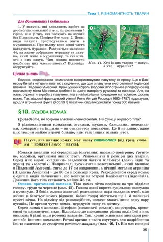 35
Тема 1. РІЗНОМАНІТНІСТЬ ТВАРИН
Äëÿ äîïèòëèâèõ ³ êì³òëèâèõ
1. Ó ïàâóêіâ, ÿêі âëîâëþþòü çäîáè÷ çà
äîïîìîãîþ ëîâèëüíîї ñіòêè, çіð ðîçâèíåíèé
ãіðøå, íіæ ó òèõ, ÿêі ïîëþþòü íà çäîáè÷
áåç її äîïîìîãè. Ïîìіðêóéòå ÷îìó. 2. Äåÿêі
âèäè ïàâóêіâ ïðèñòîñóâàëèñÿ æèòè â
ìóðàøíèêàõ. Ïðè öüîìó âîíè çîâíі ÷àñòî
íàãàäóþòü ìóðàøîê. Ðîçäèâіòüñÿ ìàëþíîê
44, íà ÿêîìó çîáðàæåíî ìóðàøêó òà ïàâó-
êà, ÿêèé æèâå â ìóðàøíèêó, òà ñêàæіòü,
õòî ç íèõ ïàâóê. ×èì ìîæíà ïîÿñíèòè
ïîäіáíіñòü öèõ ÷ëåíèñòîíîãèõ? Âіäïîâіäü
îáґðóíòóéòå.
Ö³êàâî çíàòè
Людина неодноразово намагалася використовувати павутину як пряжу. Ще в Дав-
ньому Китаї з неї шили плаття; є свідчення, що одяг з павутини виготовляли й індіанські
племена Південної Америки. Французький король Людовик XIV отримав у подарунок від
парламенту міста Монпельє зроблені із цього матеріалу рукавиці та панчохи. Але, на
жаль, отримати вироби з павутини, яка є найміцнішим природним матеріалом, досить
важко. Так, відомий французький учений Рене Антуан Реомюр (1683–1757) підрахував,
що для отримання фунта (453,59 г) павутини слід використати понад 600 павуків!
§10. БУДОВА КОМАХ
Пригадайте, які покриви властиві членистоногим. Які функції жирового тіла?
Ç ðіçíîìàíіòíèìè êîìàõàìè: æóêàìè, ìóõàìè, áäæîëàìè, ìåòåëèêà-
ìè, êîìàðàìè òà іíøèìè – âè ñòèêàєòåñÿ ïîâñÿê÷àñ. Öå é íå äèâíî, àäæå
öèõ òâàðèí ìàéæå âòðè÷і áіëüøå, íіæ óñіõ іíøèõ æèâèõ іñòîò.
Íàóêà, ÿêà âèâ÷àє êîìàõ, ìàє íàçâó åíòîìîëîã³ÿ (âіä ãðåö. åíòî-
ìà – êîìàõè і ëîãîñ – íàóêà).
Êîìàõè çàñåëèëè âñі ñåðåäîâèùà іñíóâàííÿ: íàçåìíî-ïîâіòðÿíå, ґðóíòî-
âå, âîäîéìè, îðãàíіçìè іíøèõ іñòîò. Ðіçíîìàíіòíі é ðîçìіðè öèõ òâàðèí.
Ñåðåä íèõ âіäîìі «êàðëèêè» çàâäîâæêè ÷àñòêè ìіëіìåòðà (äåÿêі їçäöі òà
æóêè) òà «âåëåòíі». Íàïðèêëàä, âóñà÷-òèòàí âåëåòåíñüêèé, ÿêèé ìåøêàє
â Ïіâäåííіé Àìåðèöі, ñÿãàє äî 17 ñì çàâäîâæêè, à íі÷íèé ìåòåëèê àãðèïіíà
(Ïіâäåííà Àìåðèêà) – äî 30 ñì ó ðîçìàõó êðèë. Ðåêîðäñìåíîì ñåðåä êîìàõ
є îäèí ç âèäіâ ïàëè÷íèêіâ, ùî ìåøêàє íà îñòðîâі Êàëіìàíòàí (Іíäîíåçіÿ).
Äîâæèíà éîãî òіëà ñòàíîâèòü ìàéæå 36 ñì.
Îçíàêè, ïðèòàìàííі êîìàõàì. Òіëî êîìàõ ÷іòêî ïîäіëåíå íà òðè âіääіëè:
ãîëîâó, ãðóäè òà ÷åðåâöå (ìàë. 45). Ãîëîâà çîâíі âêðèòà ñóöіëüíîþ êàïñóëîþ
ç êóòèêóëè. Ç áîêіâ ãîëîâè çàçâè÷àé ðîçòàøîâàíà ïàðà ñêëàäíèõ î÷åé, ìіæ
ÿêèìè â áàãàòüîõ êîìàõ (áäæîëè, áàáêè òîùî) ìіñòÿòüñÿ ùå 1–3 ìàëåíüêі
ïðîñòі âі÷êà. Íà âіäìіíó âіä ðàêîïîäіáíèõ, êîìàõè ìàþòü ëèøå îäíó ïàðó
âóñèêіâ. Öå îðãàíè ÷óòòÿ êîìàõ, ïåðåäóñіì íþõó òà äîòèêó.
Ñåðåä êîìàõ є õèæàêè, ôіòîôàãè (ñïîæèâà÷і ðîñëèí), ñàïðîòðîôè, êðîâî-
ñèñíі òà ïàðàçèòè÷íі âèäè. Âіäïîâіäíî äî ñïîæèâàííÿ ðіçíèõ âèäіâ їæі â íèõ
âèíèêëè é ðіçíі òèïè ðîòîâèõ àïàðàòіâ. Òàê, êîíèê æèâèòüñÿ ëèñòêàìè ðîñ-
ëèí àáî іíøèìè êîìàõàìè. Ðîòîâі îðãàíè â íüîãî ñëóãóþòü äëÿ ïîäðіáíåííÿ
їæі òà íàëåæàòü äî ãðèçó÷îãî ðîòîâîãî àïàðàòó (ìàë. 46, 1). Âіí ìàє íåïàðíі
Ìàë. 44. Õòî іç öèõ òâàðèí – ïàâóê,
à õòî – ìóðàøêà?
1 2
 