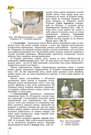 80
öüîìó ïòàõè çäàòíі âèäàâàòè ãîëîñíі
òðóáíі çâóêè. Ñâîї ãíіçäà âîíè âëà-
øòîâóþòü íà çåìëі. Â Óêðàїíі ïîøè-
ðåíі ñіðèé òà ñòåïîâèé æóðàâëі. Öі
âèäè çàíåñåíî äî ×åðâîíîї êíèãè
Óêðàїíè. Ñіðèé æóðàâåëü ïîøèðå-
íèé íà Ïîëіññі, ó äîëèíàõ ðі÷îê
Ëіâîáåðåæíîї Óêðàїíè (ìàë. 126, 1).
Ñàìå éîãî ãó÷íі êðèêè ìè ÷óєìî â
íåáі íàâåñíі é âîñåíè, êîëè öі ïòàõè
çäіéñíþþòü ìіãðàöії. Ñòåïîâèé
æóðàâåëü òðàïëÿєòüñÿ ó ïіâäåííî-
ñõіäíіé ÷àñòèíі êðàїíè òà íà ïіâíî÷і
Êðèìó (ìàë. 126, 2).
 Ãóñåïîäіáíі – âîäîïëàâíі ïòàõè. Âîíè ìàþòü âèäîâæåíó øèþ òà âêî-
ðî÷åíі íîãè. Íà íîãàõ ÷îòèðè ïàëüöі, ç ÿêèõ òðè ïåðåäíі ñïîëó÷àþòüñÿ
ïëàâàëüíîþ ïåðåòèíêîþ. Õàðàêòåðíà îçíàêà ãóñåïîäіáíèõ – áóäîâà äçüî-
áà. Óñåðåäèíі íà âåðõíіé ÷àñòèíі äçüîáà є ðîãîâі ïëàñòèíêè, ÿêі ñëóãóþòü
äëÿ âіäôіëüòðîâóâàííÿ їæі. Ãóñåïîäіáíі ìàþòü ùіëüíå æîðñòêå îïåðåííÿ і
ãóñòèé ïóõîâèé ïðîøàðîê. Æèðîïîäіáíі âèäіëåííÿ êóïðèêîâîї çàëîçè
ðîáëÿòü їõíє îïåðåííÿ âîäîíåïðîíèêíèì.
Â Óêðàїíі ìåøêàþòü ëåáåäі, ãóñè, êà÷êè òà іíøі. Íàéáіëüøèé çà
ðîçìіðàìè ëåáіäü-êëèêóí (ìàë. 127, 1): ìàñà éîãî òіëà ìîæå ñÿãàòè 13 êã,
ðîçìàõ êðèë – äî 2,5 ì. Öåé êðàñèâèé і âåëè÷íèé ïòàõ äóæå îáåðåæíèé і
òðèìàєòüñÿ äàëåêî âіä áåðåãà.
Êà÷êè âèðіçíÿþòüñÿ ðіçíèì çàáàðâëåííÿì îïåðåííÿ ñàìîê і ñàìöіâ
(ñàìöі ìàþòü ÿñêðàâіøå çàáàðâëåííÿ). Â Óêðàїíі ïîøèðåíèé êðèæåíü
(ìàë. 127, 2). Öå ïåðåëіòíèé ïòàõ, ÿêèé ïіçíî çàëèøàє íàøі âîäîéìè,
ìàéæå ïåðåä òèì, ÿê âîíè âêðèâàþòüñÿ êðèãîþ. Ó òåïëі çèìè êðèæíі íå
âіäëіòàþòü.
Áàãàòî âèäіâ ãóñåïîäіáíèõ є îá’єêòàìè
ïîëþâàííÿ ÷åðåç ñìà÷íå é ïîæèâíå ì’ÿñî.
Ëþäèíà òàêîæ âèêîðèñòîâóє ïіð’ÿ і ïóõ öèõ
ïòàõіâ. Êðèæíÿ і ñіðó ãóñêó îäîìàøíåíî. Äî
×åðâîíîї êíèãè Óêðàїíè çàíåñåíî ÷åðâîíîâî-
ëó êàçàðêó, ëåáåäÿ ìàëîãî, îãàðà, ãîãîëÿ, ãàãó
çâè÷àéíó òà іíøі âèäè.
 Ñîêîëîïîäіáíі æèâëÿòüñÿ ïåðåâàæíî
òâàðèííîþ їæåþ. Їõ îá’єäíóþòü ñïіëüíі îçíà-
êè: êîðîòêèé і ãà÷êîïîäіáíî çàãíóòèé äçüîá,
ïðèçíà÷åíèé äëÿ øìàòóâàííÿ їæі, ìіöíі
çàãíóòі êіãòі äëÿ õàïàííÿ òà óòðèìàííÿ çäî-
áè÷і; çäàòíіñòü øâèäêî ëіòàòè, òðèâàëèé ÷àñ
øèðÿòè â ïîâіòðі; ãîñòðèé çіð, ùî äàє çìîãó
áà÷èòè äðіáíó çäîáè÷ ç âèñîòè. Ñîêîëîïîäіáíі
ïîëþþòü çäåáіëüøîãî íà æèâèõ òâàðèí, àëå
äåÿêі âèäè (íàïðèêëàä, ãðèô ÷îðíèé) æèâ-
ëÿòüñÿ òðóïàìè òâàðèí.
Â Óêðàїíі ïîøèðåíі øóëіêà ÷îðíèé (ìàë.
128, 1) òà ðóäèé. Öèõ ïòàõіâ ìîæíà ðîçïіçíà-
òè çà âèë÷àñòèì ðîçðіçîì õâîñòà. Òèïîâèì
ïðåäñòàâíèêîì îðëіâ є áåðêóò (ìàë. 128, 2) –
Ìàë. 126. Æóðàâëåïîäіáíі: 1 – ñіðèé
æóðàâåëü; 2 – ñòåïîâèé æóðàâåëü
1 2
Ìàë. 127. Ãóñåïîäіáíі:
1 – ëåáіäü-êëèêóí;
2 – ñàìåöü êðèæíÿ
1
2
 