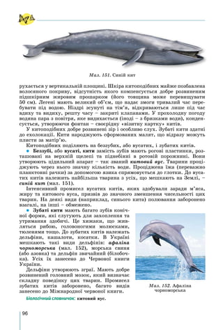 96
ðóõàєòüñÿ ó âåðòèêàëüíіé ïëîùèíі. Øêіðà êèòîïîäіáíèõ ìàéæå ïîçáàâëåíà
âîëîñÿíîãî ïîêðèâó, âіäñóòíіñòü ÿêîãî êîìïåíñóєòüñÿ äîáðå ðîçâèíåíèì
ïіäøêіðíèì æèðîâèì ïðîøàðêîì (éîãî òîâùèíà ìîæå ïåðåâèùóâàòè
50 ñì). Ëåãåíі ìàþòü âåëèêèé îá’єì, ùî íàäàє çìîãè òðèâàëèé ÷àñ ïåðå-
áóâàòè ïіä âîäîþ. Íіçäðі çñóíóòі íà òіì’ÿ, âіäêðèâàþòüñÿ ëèøå ïіä ÷àñ
âäèõó òà âèäèõó, ðåøòó ÷àñó – çàêðèòі êëàïàíàìè. Ó ïðîõîëîäíó ïîãîäó
âîäÿíà ïàðà ç ïîâіòðÿ, ÿêå âèäèõàєòüñÿ (іíîäі – ç áðèçêàìè âîäè), êîíäåí-
ñóєòüñÿ, óòâîðþþ÷è ôîíòàí – ñâîєðіäíó «âіçèòíó êàðòêó» êèòіâ.
Ó êèòîïîäіáíèõ äîáðå ðîçâèíåíі çіð і îñîáëèâî ñëóõ. Çóáàòі êèòè çäàòíі
äî åõîëîêàöії. Êèòè íàðîäæóþòü ñôîðìîâàíèõ ìàëÿò, ùî âіäðàçó ìîæóòü
ïëèñòè çà ìàòіð’þ.
Êèòîïîäіáíèõ ïîäіëÿþòü íà áåççóáèõ, àáî âóñàòèõ, і çóáàòèõ êèòіâ.
 Áåççóáі, àáî âóñàòі, êèòè çàìіñòü çóáіâ ìàþòü ðîãîâі ïëàñòèíêè, ðîç-
òàøîâàíі íà âåðõíіé ùåëåïі òà ïіäíåáіííі â ðîòîâіé ïîðîæíèíі. Âîíè
óòâîðþþòü öіäèëüíèé àïàðàò – òàê çâàíèé êèòîâèé âóñ. Òâàðèíè ïðîöі-
äæóþòü ÷åðåç íüîãî çíà÷íó êіëüêіñòü âîäè. Ïðîöіäæåíà їæà (ïåðåâàæíî
ïëàíêòîííі ðà÷êè) çà äîïîìîãîþ ÿçèêà ñïðÿìîâóєòüñÿ äî ãëîòêè. Äî âóñà-
òèõ êèòіâ íàëåæèòü íàéáіëüøà òâàðèíà ç óñіõ, ùî ìåøêàþòü íà Çåìëі, –
ñèíіé êèò (ìàë. 151).
Іíòåíñèâíèé ïðîìèñåë âóñàòèõ êèòіâ, ÿêèõ çäîáóâàëè çàðàäè ì’ÿñà,
æèðó òà êèòîâîãî âóñà, ïðèçâіâ äî çíà÷íîãî çìåíøåííÿ ÷èñåëüíîñòі öèõ
òâàðèí. Íà äåÿêі âèäè (íàïðèêëàä, ñèíüîãî êèòà) ïîëþâàííÿ çàáîðîíåíî
âçàãàëі, íà іíøі – îáìåæåíî.
 Çóáàòі êèòè ìàþòü áàãàòî çóáіâ êîíі÷-
íîї ôîðìè, ÿêі ñëóãóþòü äëÿ çàõîïëåííÿ òà
óòðèìàííÿ çäîáè÷і. Öå õèæàêè, ùî æèâ-
ëÿòüñÿ ðèáîþ, ãîëîâîíîãèìè ìîëþñêàìè,
òþëåíÿìè òîùî. Äî çóáàòèõ êèòіâ íàëåæàòü
äåëüôіíè, êàøàëîòè, êîñàòêè. Â Óêðàїíі
ìåøêàþòü òàêі âèäè äåëüôіíіâ: àôàëіíà
÷îðíîìîðñüêà (ìàë. 152), ìîðñüêà ñâèíÿ
(àáî àçîâêà) òà äåëüôіí çâè÷àéíèé (áіëîáî÷-
êà). Óñіõ їõ çàíåñåíî äî ×åðâîíîї êíèãè
Óêðàїíè.
Äåëüôіíè óòâîðþþòü çãðàї. Ìàþòü äîáðå
ðîçâèíåíèé ãîëîâíèé ìîçîê, ÿêèé âèçíà÷àє
ñêëàäíó ïîâåäіíêó öèõ òâàðèí. Ïðîìèñåë
çóáàòèõ êèòіâ çàáîðîíåíî, áàãàòî âèäіâ
çàíåñåíî äî Ìіæíàðîäíîї ÷åðâîíîї êíèãè.
Á³îëîã³÷íèé ñëîâíè÷îê: êèòîâèé âóñ.
Ìàë. 151. Ñèíіé êèò
Ìàë. 152. Àôàëіíà
÷îðíîìîðñüêà
 