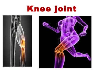 Knee joint
 