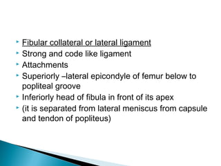  Fibular collateral or lateral ligament
 Strong and code like ligament
 Attachments
 Superiorly –lateral epicondyle of femur below to
popliteal groove
 Inferiorly head of fibula in front of its apex
 (it is separated from lateral meniscus from capsule
and tendon of popliteus)
 