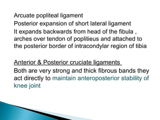 Arcuate popliteal ligament
Posterior expansion of short lateral ligament
It expands backwards from head of the fibula ,
arches over tendon of poplitieus and attached to
the posterior border of intracondylar region of tibia
Anterior & Posterior cruciate ligaments
Both are very strong and thick fibrous bands they
act directly to maintain anteroposterior stability of
knee joint
 