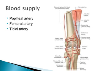  Popliteal artery
 Femoral artery
 Tibial artery
 