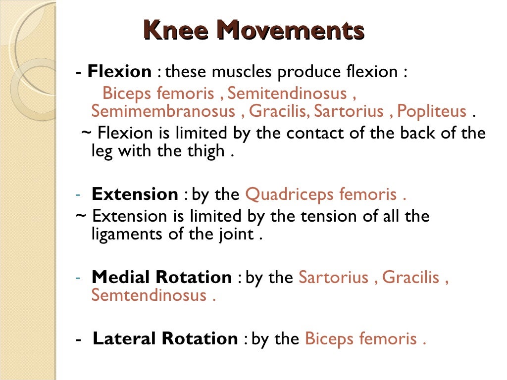 Knee Movements - Flexion