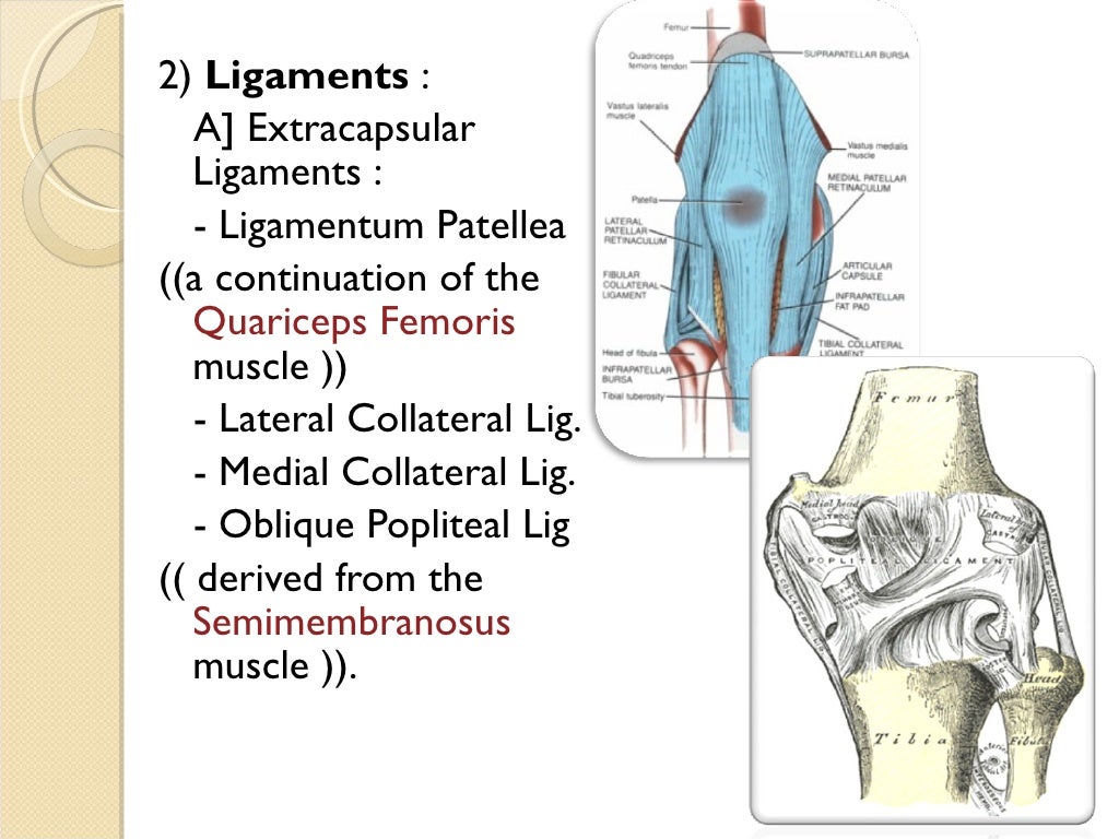 2) Ligaments A] Extracapsular