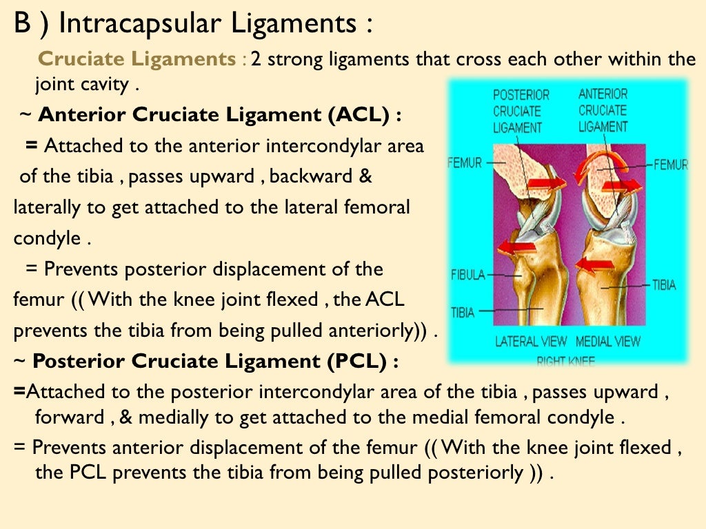B ) Intracapsular Ligaments