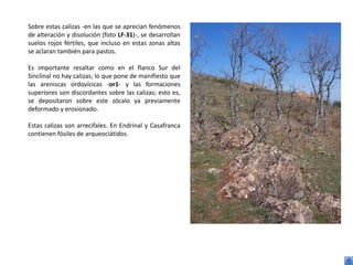 Sobre estas calizas -en las que se aprecian fenómenos
de alteración y disolución (foto LF-31)-, se desarrollan
suelos rojos fértiles, que incluso en estas zonas altas
se aclaran también para pastos.

Es importante resaltar como en el flanco Sur del
Sinclinal no hay calizas; lo que pone de manifiesto que
las areniscas ordovícicas -or1- y las formaciones
superiores son discordantes sobre las calizas; esto es,
se depositaron sobre este zócalo ya previamente
deformado y erosionado.

Estas calizas son arrecifales. En Endrinal y Casafranca
contienen fósiles de arqueociátidos.
 