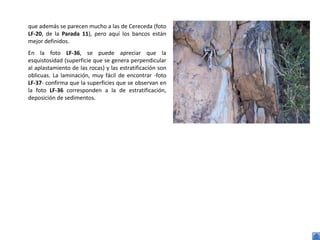 que además se parecen mucho a las de Cereceda (foto
LF-20, de la Parada 11), pero aquí los bancos están
mejor definidos.
En la foto LF-36, se puede apreciar que la
esquistosidad (superficie que se genera perpendicular
al aplastamiento de las rocas) y las estratificación son
oblicuas. La laminación, muy fácil de encontrar -foto
LF-37- confirma que la superficies que se observan en
la foto LF-36 corresponden a la de estratificación,
deposición de sedimentos.
 