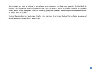 Sin embargo, en todo el itinerario las dehesas son encinares, y si hay otras especies (o híbridos) de
Quercus, no resaltan de este modo tan acusado como en esta localidad, donde los quejigos -Q. faginea-
(todos, tanto los de gran porte como los brotes y ejemplares jóvenes) están completamente desprovistos
de follaje -mes de Marzo.
Hacia el Sur, se observan las lomas, el valle, y las manchas de encinas. Hacia el Norte, hacia la cuesta, el
campo arado con los quejigos y las encinas.
 