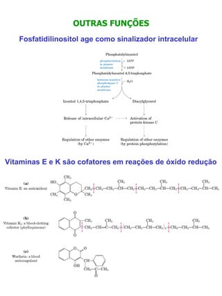 OUTRAS FUNÇÕES Fosfatidilinositol age como sinalizador intracelular Vitaminas E e K são cofatores em reações de óxido redução 