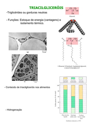 TRIACILGLICERÓIS Triglicérides ou gorduras neutras - Funções: Estoque de energia (vantagens) e isolamento térmico. - Conteúdo de triacilgliceróis nos alimentos - Hidrogenação 