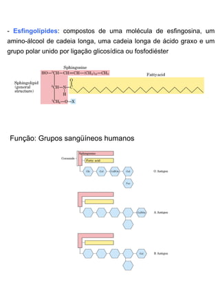 -  Esfingolípides : compostos de uma molécula de esfingosina, um amino-álcool de cadeia longa, uma cadeia longa de ácido graxo e um grupo polar unido por ligação glicosídica ou fosfodiéster Função: Grupos sangüíneos humanos 