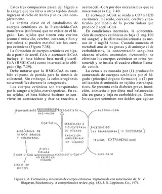 Estos tres compuestos pasan del hígado a          acetoacetil-CoA por dos mecanismos que se
la sangre que los lleva a otros tejidos donde        muestran en la fig. 7.40.
ingresan al ciclo de Krebs y se oxidan com-             El acetoacetil-CoA se oxida a CO7 y H2O
pletamente.                                          en ríñones, músculo, corazón, cerebro y tes-
   La enzima clave en el catabolismo de              tículos por medio de la p-ceto tiolasa que
cuerpos cetónicos es la P-cetoácido-CoA              produce 2 acetil-CoA.
transferasa (tioforasa) que no existe en el hí-         En condiciones normales, la concentra-
gado. Los tejidos que tienen esta enzima             ción de cuerpos cetónicos es baja (1 mg/100
(como el músculo, cerebro, corazón, riñon y          mi sangre) y la eliminación urinaria es me-
testículos) si pueden metabolizar los cuer-          nor de 1 mg/24 horas. Cuando aumenta el
pos cetónicos (Figura 7.38).                         metabolismo de las grasas y disminuye el de
   La formación de cuerpos cetónicos en híga-        carbohidratos, la concentración sanguínea
do a partir de acetil-CoA o acetoacetil-CoA          alcanza niveles anormales (cetonemiá), se
incluye el beta-hidroxi-beta-metil-glutaril-         eliminan los cuerpos cetónicos en orina (ce-
CoA (HMG-CoA) como intermediario obli-               tonurid) y se instala el cuadro clínico llama-
gado (fig. 7.39).                                    do cetosis.
   Debe notarse que la HMG-CoA es tam-                  La cetosis es causada por (1) producción
bién el punto de partida para la síntesis de         aumentada de cuerpos cetónicos por el hí-
colesterol. Sin embargo, la colesterogénesis         gado (principal órgano formador) o (2) por
no se modifica durante la cetogénesis.               utilización disminuida en tejidos extrahepá-
   Los cuerpos cetónicos son transportados           ticos. Se presenta en la diabetes grave, inani-
por la sangre a tejidos extrahepáticos. En es-       ción, anestesia o por dieta mal balanceada;
tos tejidos, el beta-hidroxi-butirato se con-        alta en grasa y baja en carbohidratos. Como
vierte en acetoacetato y éste se reactiva a          los cuerpos cetónicos son ácidos que agotan




    Figura 7.38. Formación y utilización de cuerpos cetónicos. Reproducida con autorización de; N. V.
        Bhagavan, Biochemistry. A comprehensive review, pág. 683, J. B. Lippincott, Co., 1974.
 