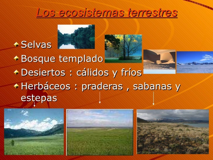 7. los ecosistemas (josé carlos)