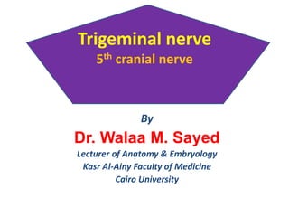 Trigeminal nerve
5th cranial nerve
By
Dr. Walaa M. Sayed
Lecturer of Anatomy & Embryology
Kasr Al-Ainy Faculty of Medicine
Cairo University
 