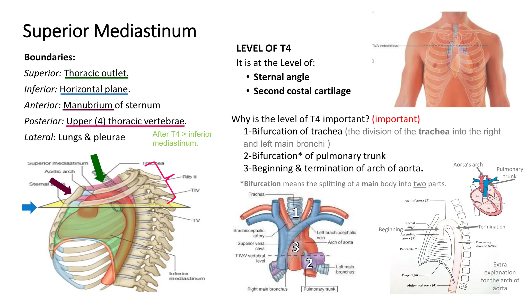 Superior And Inferior Mediastinum Boundaries