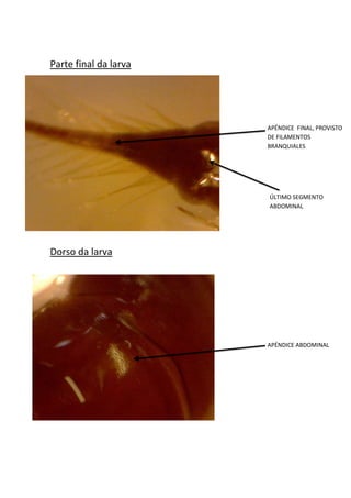 Parte final da larva
Dorso da larva
APÉNDICE ABDOMINAL
ÚLTIMO SEGMENTO
ABDOMINAL
APÉNDICE FINAL, PROVISTO
DE FILAMENTOS
BRANQUIALES
 