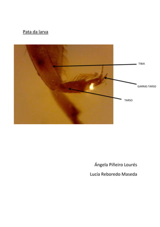 Pata da larva
Ángela Piñeiro Lourés
Lucía Reboredo Maseda
TARSO
TIBIA
GARRAS TARSO
 