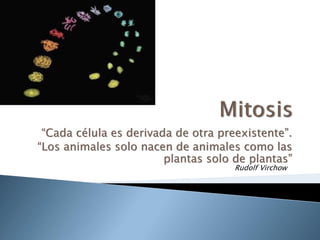 “Cada célula es derivada de otra preexistente”.
“Los animales solo nacen de animales como las
                        plantas solo de plantas”
                                     Rudolf Virchow
 