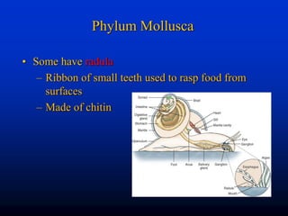 7 - Molluscs.pptx