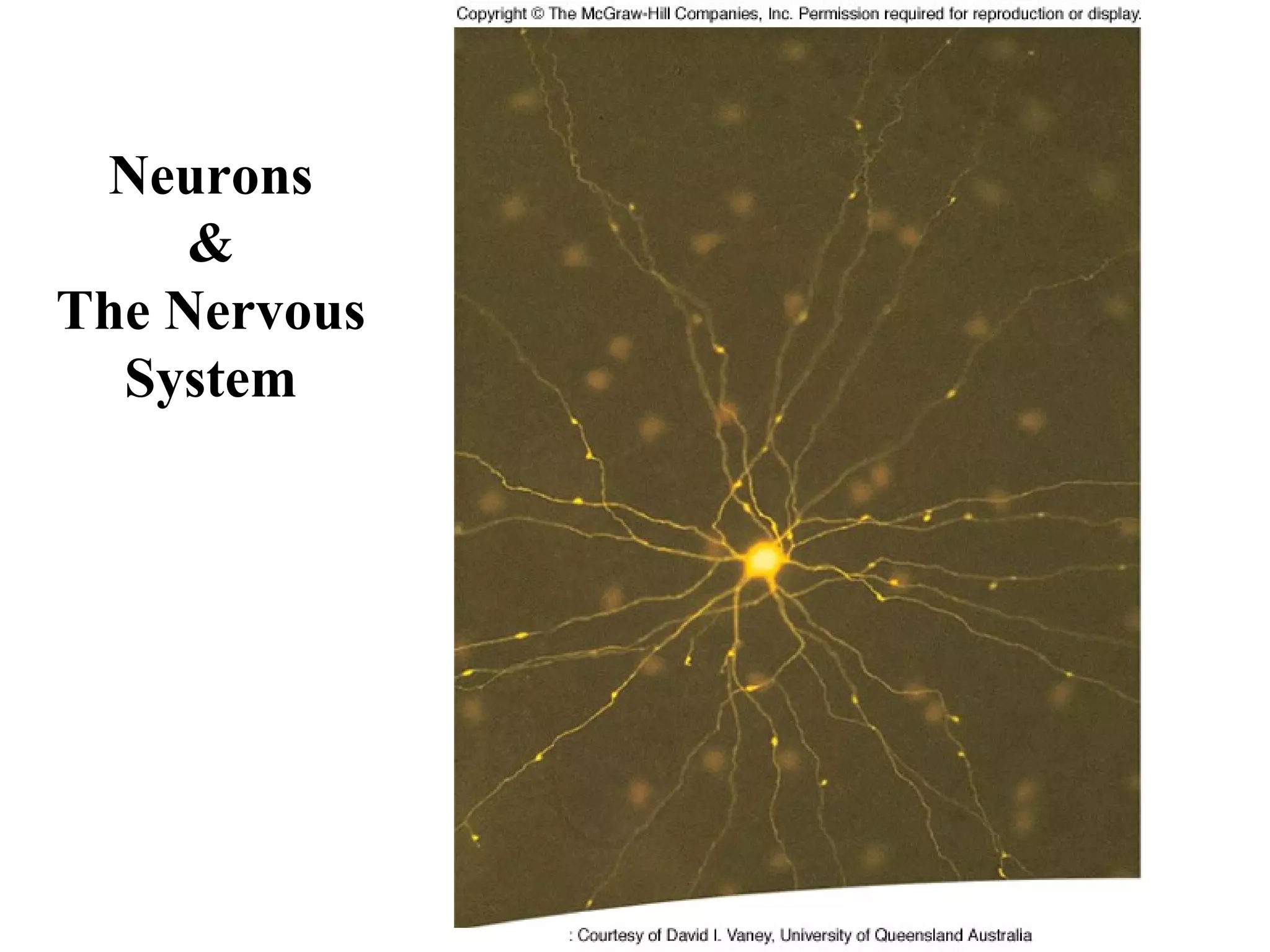 Neurons
&
The Nervous
System
 